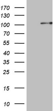 XRCC3 Antibody