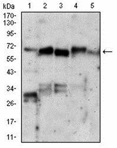 XRCC6 Antibody