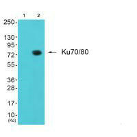 XRCC6/XRCC5 Antibody