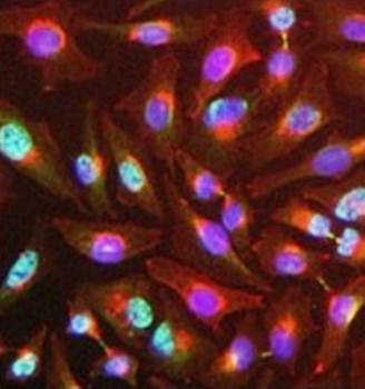 Y14 Monoclonal Antibody