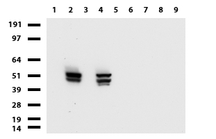 YBX2 Antibody
