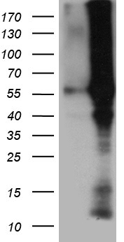 YBX2 Antibody