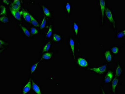 YES1 Antibody