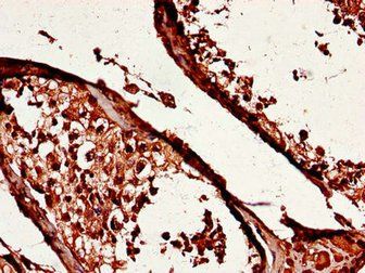 YES1 Antibody