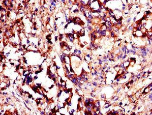 YES1 Antibody