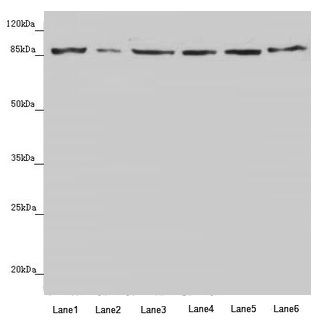 YME1L1 Antibody