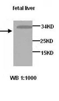 YSA1H Rabbit Polyclonal Antibody