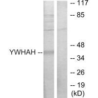 YWHAH Antibody