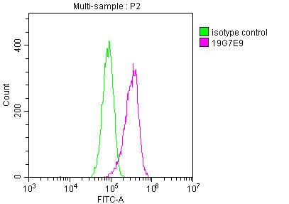 YWHAZ Monoclonal Antibody