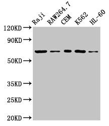 Zap70 Antibody