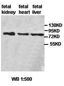 ZBED1 Rabbit Polyclonal Antibody