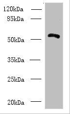 ZBTB18 Antibody