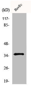 ZDHHC7 Antibody