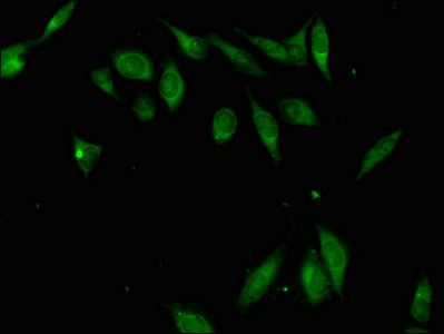 ZFP42 Antibody