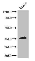 ZFP42 Antibody