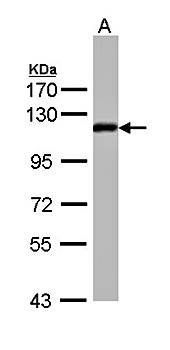 ZHX2 antibody