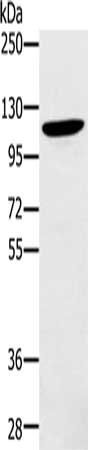 ZMIZ1 Antibody
