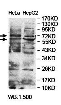 ZNF276 Rabbit Polyclonal Antibody