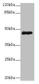 ZNF562 Antibody