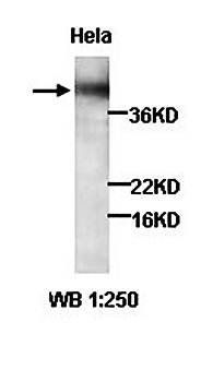 Zyxin Rabbit Polyclonal Antibody