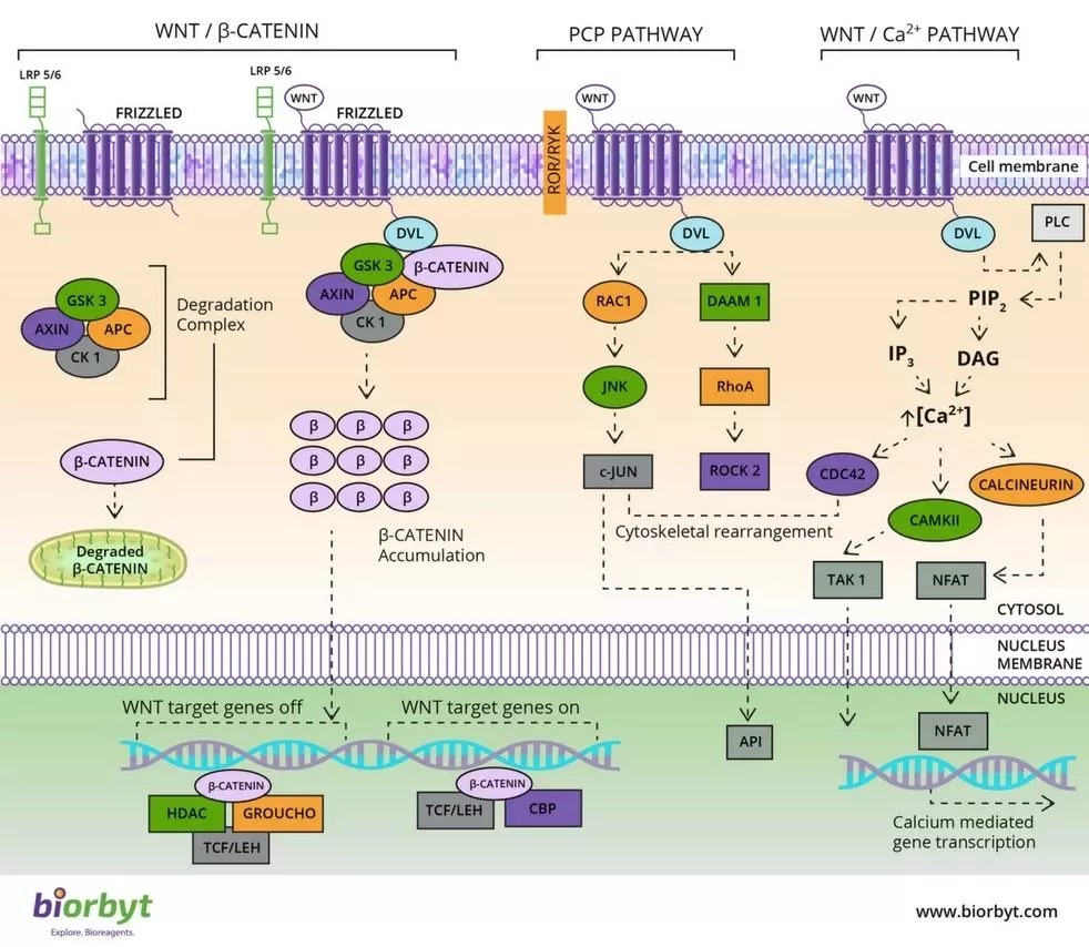 Wnt Pathway