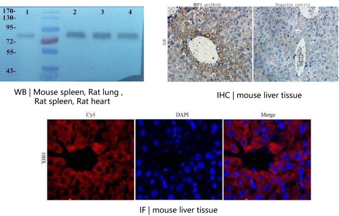 orb13583 的 Western Blot、免疫组化与免疫荧光